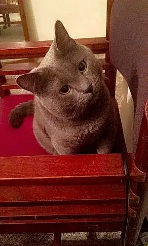 Russian Blue Cat Rick