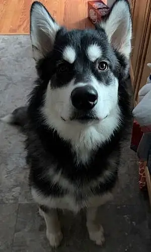 Name Alaskan Malamute Dog Kodiak