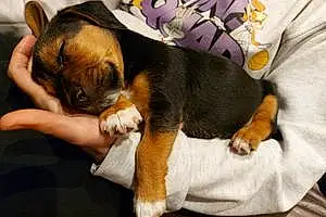 Name Beagle Dog Lando
