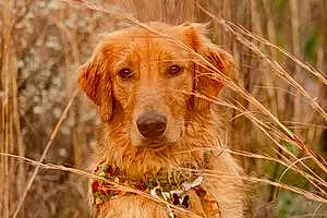 Name Golden Retriever Dog Archer