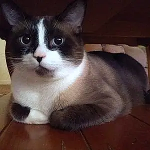 Name Snowshoe Cat Jeffrey