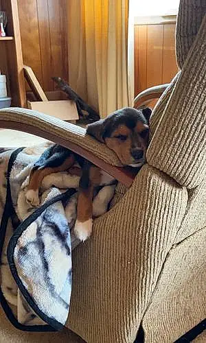 Beagle Dog Freya