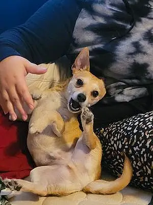 Name Chihuahua Dog Cheech