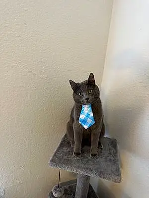 Name Russian Blue Cat Bobo