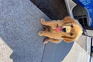 Name Golden Retriever Dog Duke
