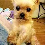 Dog, Dog breed, Canidae, Maltepoo, Puppy, Morkie, Companion dog, Shih Tzu, Carnivore, Yorkshire Terrier, Chinese Imperial Dog, Snout, Pekapoo, Bolonka, Toy Dog, Yorkipoo, Poodle Crossbreed, Fawn