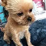 Dog, Canidae, Dog breed, Maltepoo, Puppy, Morkie, Companion dog, Carnivore, Yorkshire Terrier, Shih Tzu, Chinese Imperial Dog, Snout, Yorkipoo, Pekapoo, Poodle Crossbreed, Schnoodle, Toy Dog, Bolonka