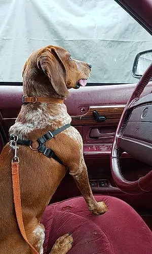 Name Beagle Dog Benson