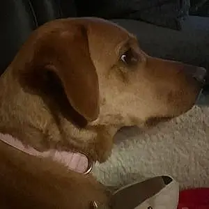 Name Labrador Retriever Dog Stella