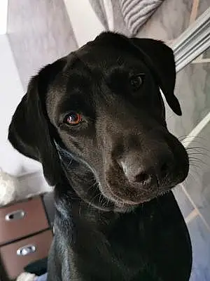 Name Labrador Retriever Dog Inka