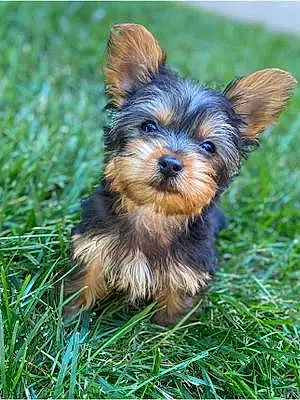 Name Yorkshire Terrier Dog Braxton