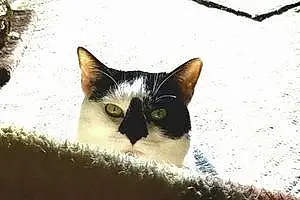 American Shorthair Cat Sapphire