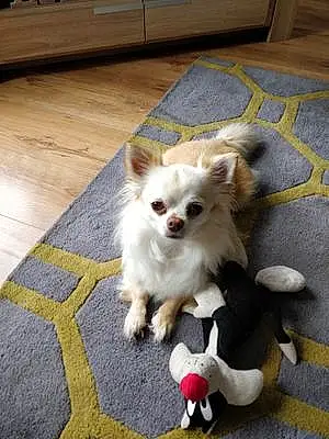 Name Chihuahua Dog Kujo