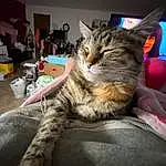 Cat, Textile, Comfort, Felidae, Carnivore, Grey, Whiskers, Small To Medium-sized Cats, Snout, Furry friends, Domestic Short-haired Cat, Paw, Claw, Room, Canidae, Human Leg, Couch, Beard, Facial Hair, Nap