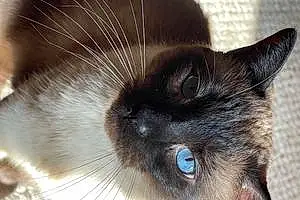 Name Siamese Cat Fred