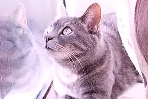Name British Shorthair Cat Dobbie