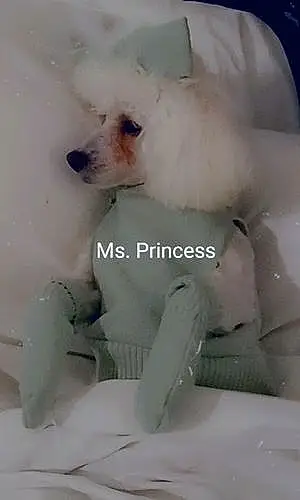 Name Dog Princess