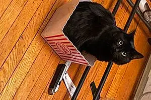 Turkish Angora Cat Mystique