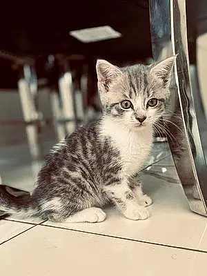 Name Bengal Cat Kiko