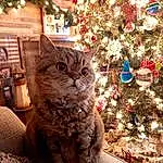 Christmas Tree, Cat, Light, Carnivore, Christmas Ornament, Felidae, Fawn, Small To Medium-sized Cats, Whiskers, Tree, Wood, Ornament, Holiday Ornament, Christmas Decoration, Event, Plant, Evergreen, Holiday, Conifer, Domestic Short-haired Cat