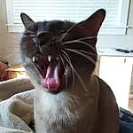 Smile, Cat, Eyes, Fang, Felidae, Carnivore, Human Body, Small To Medium-sized Cats, Jaw, Whiskers, Yawn, Window, Snout, Roar, Furry friends, Domestic Short-haired Cat, Comfort, Paw, Black cats