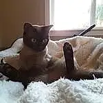 Cat, Window, Comfort, Light, Felidae, Carnivore, Textile, Small To Medium-sized Cats, Whiskers, Fawn, Cat Bed, Pet Supply, Cat Supply, Snout, Tail, Linens, Furry friends, Siamese, Freezing, Bed