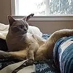Cat, Comfort, Window, Felidae, Carnivore, Grey, Fawn, Small To Medium-sized Cats, Whiskers, Couch, Tail, Bed, Linens, Furry friends, Domestic Short-haired Cat, Window Blind, Room, Curtain, Wood