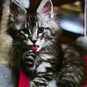 Name Maine Coon Cat Audi