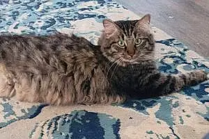 Name Maine Coon Cat Daisey
