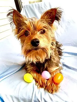 Name Yorkshire Terrier Dog Colby