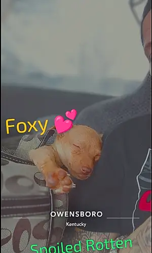 Name Toy Fox Terrier Dog Foxy