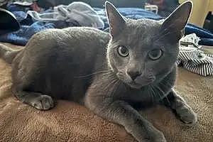 Name Russian Blue Cat Elliott