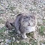 Cat, Eyes, Felidae, Carnivore, Small To Medium-sized Cats, Plant, Whiskers, Grass, Terrestrial Animal, Groundcover, Snout, Tail, Furry friends, British Longhair, Herbaceous Plant, Soil