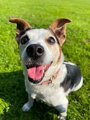 Name Jack Russell Dog Katie