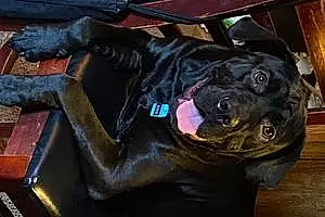 Name Bulldog Dog Kodak