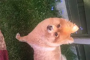 Name Pomeranian Dog Dasher