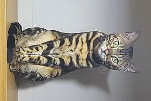 Name Bengal Cat Bobbie