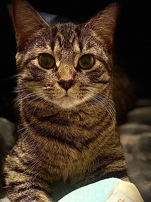 European Shorthair Cat Gizmo
