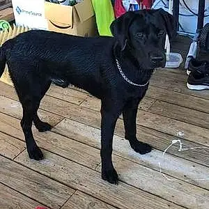 Name Labrador Retriever Dog Ben