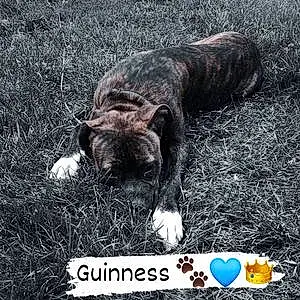 Name Mixed breed Dog Guinness