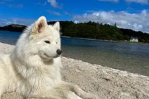 Name Dog Alaska