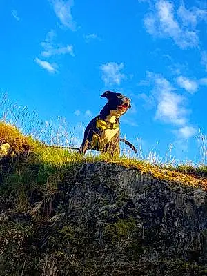 Staffordshire Bull Terrier Dog Spud
