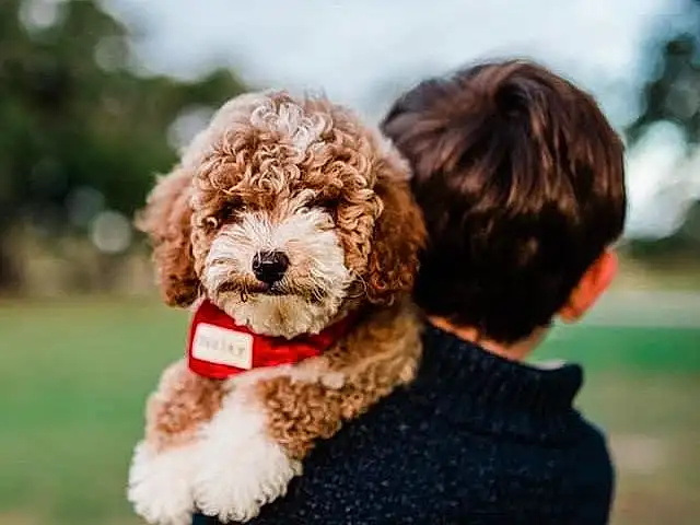 Sky, Dog, Dog breed, Carnivore, Cloud, Gesture, Water Dog, Companion dog, Fawn, Grass, Happy, Working Animal, Toy Dog, Liver, Snout, Poodle, Furry friends, Dog Collar, Canidae