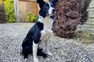 Name Border Collie Dog Bessie