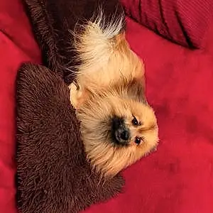 Pomeranian Dog Prince