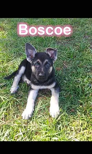 Name German Shepherd Dog Bosco