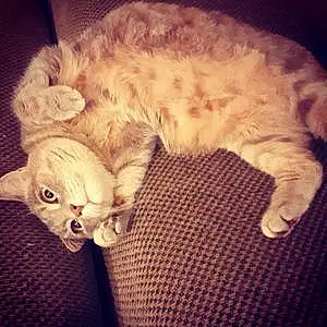 Name Tabby Cat Cheshire