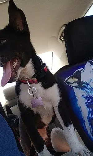 Border Collie Dog Luna