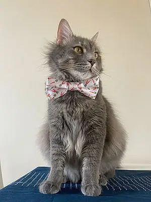 Name Maine Coon Cat Cowboy
