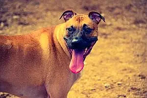 Name Pitt Bull Terrier Dog Abe